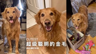 这只金毛听得懂“阿兹卡班”！！！！