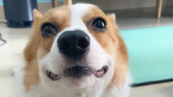 Phương pháp giúp chó thở hít vào để giảm căng thẳng, chủ nuôi chó vào xem ngay~