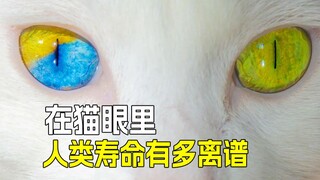 👵 في عيون القطط، كم هي "سخيفة" مدة حياة البشر؟