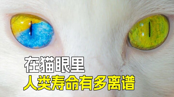 👵 في عيون القطط، كم هي "سخيفة" مدة حياة البشر؟