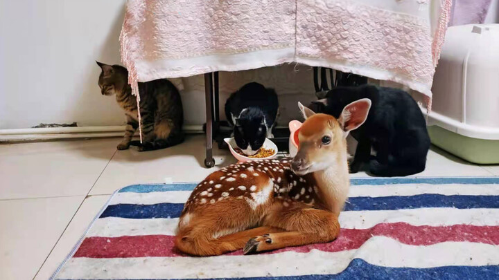 Bambi lúc nhỏ trông như thế nào?