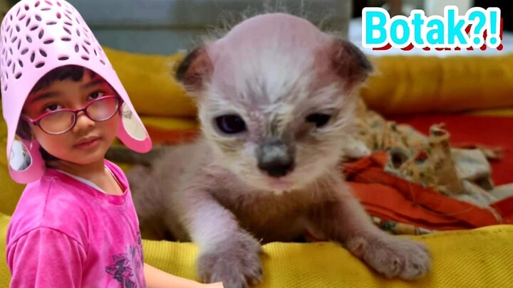 Tak Gendong Kemana-mana ❤️ Bayi Kucing Imut Botak Badanya Ganti Bulu Baru ❤️ Miss Cemplon