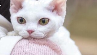 German curly cat: Not only does it look good, it doesn’t shed, it’s the cat of my dreams.
