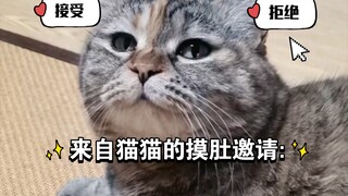 Kucing: Taruh tanganmu di perutku! Jangan malu-malu!