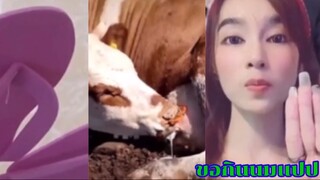 รวมคลิปฮาๆ ขอกินนมเเปป Ep.7