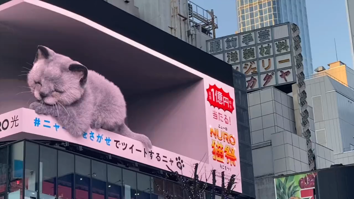 【Kucing di Shinjuku dalam 3D tanpa kacamata】Anak kucing yang sangat menggemaskan berinteraksi dengan