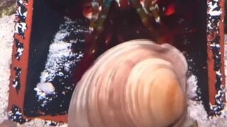 Mantis shrimp cracking open clams—what a bouncy, bouncy, bouncy show!