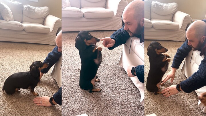 Dachshund: Your emotionally charged song is freaking me out.