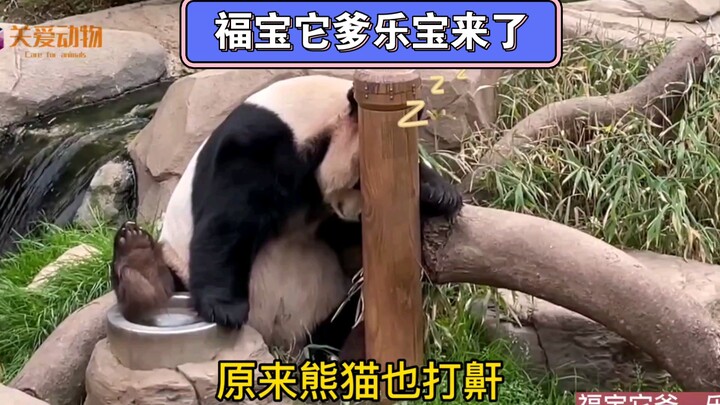 Ayah Fu Bao yang kalian tunggu-tunggu, Le Bao, sudah datang; sepanjang hari Le Bao hanya makan, minu