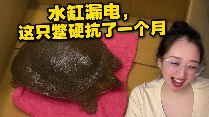 Turtle: Meeting you, I’m really impressed—hahahaha!