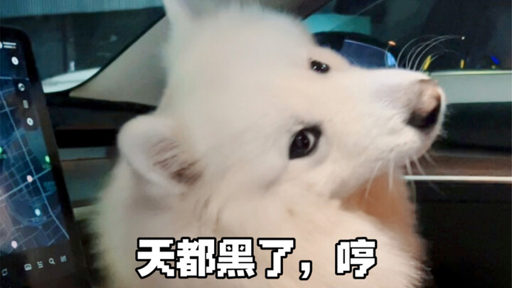 “Về chuyện tôi mải mê xem phim đến nỗi quên đón cún con”