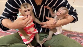 Lovely Baby Lion Enjoy Eating Grape Fruit With Tiny Baby Liheang