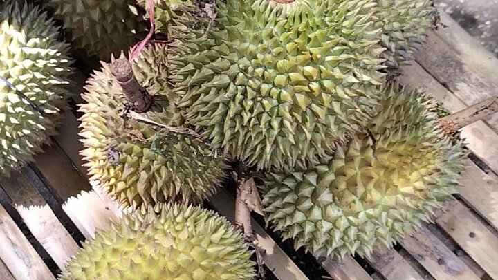 asli jatuh dari pohon