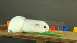 [Động vật]Khoảnh khắc đáng yêu của Hamster