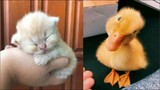 Cute Baby Animals Videos Compilation | Funny and Cute Moment of the Animals #15 - Cutest Animals