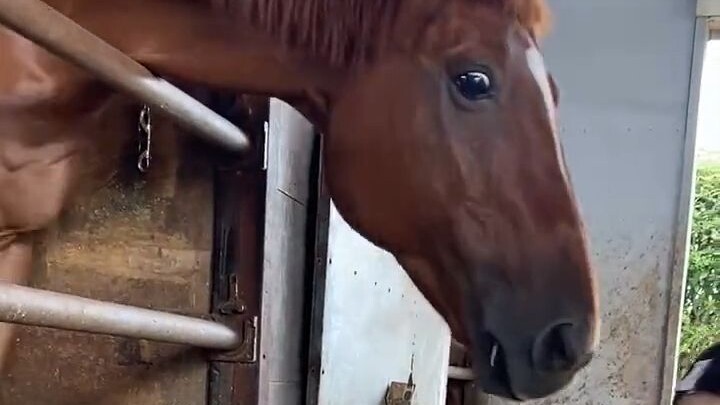 هل هذا هو صغير حيوان ذو القدمين؟！