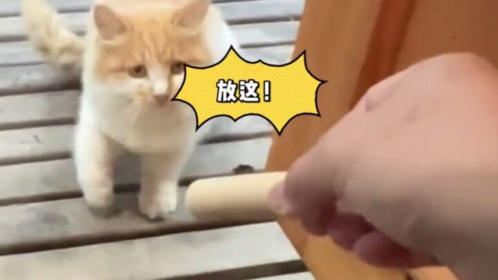 Man quietly feeds stray kitten for two years, but still won’t let anyone pet it — netizens: “What a 