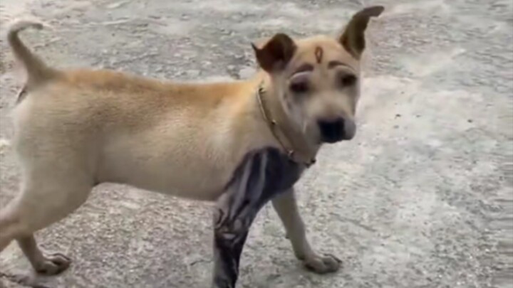Chó con tinh thần
