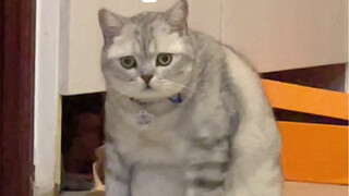 如何让猫咪相信鸭子的食物是猫砂？