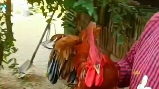 Aku tidak tahu langit itu tinggi dan bumi itu tinggi, tapi aku adalah ayam aduan di antara ayam raja