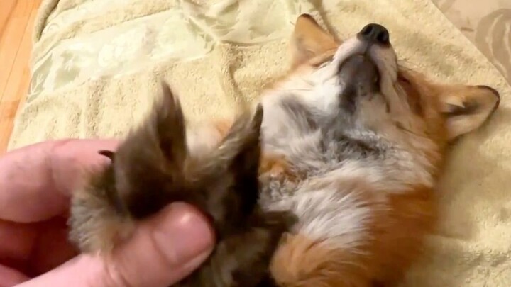 Foxie’s being so well-behaved today—it must mean she’s up to something sneaky!