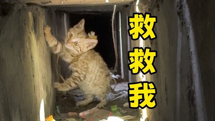 Crazy and heartless! There are still people who stuff cats into the sewer!!