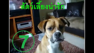 คลิปตลก สัตว์เลี้ยงน่ารัก 7