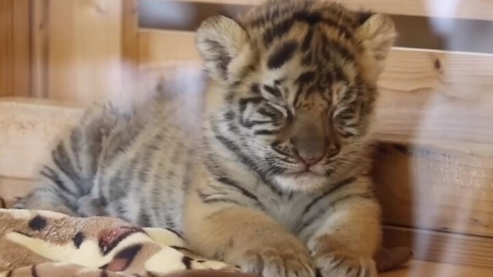 Si Macan Kecil: Bayi Harimau Bengal di Sore Hari OvO