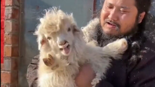 It turns out that sheep also have accents