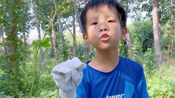 Không ngờ cây rau sam bình thường lại có nhiều công dụng đến thế.