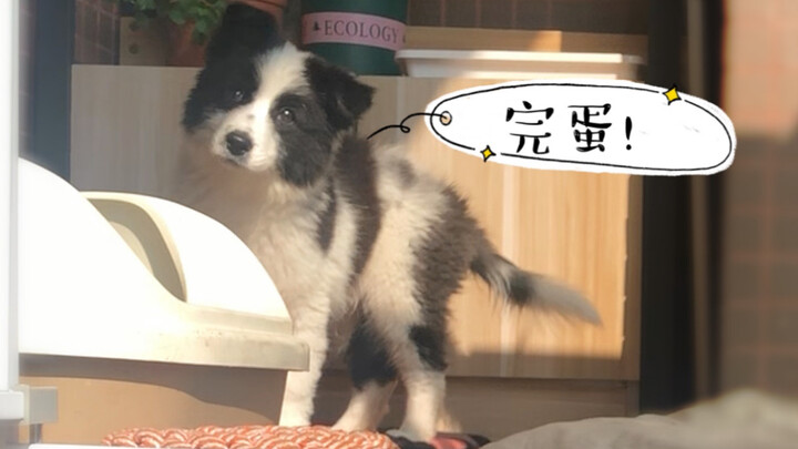 มาดูกันว่าเจ้าบอร์เดอร์คอลลี่ตัวน้อยที่เอาแต่ใช้ไอคิวหาช่องโหว่จะมีความอดทนแค่ไหน