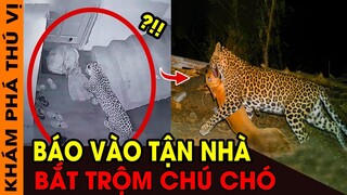 🔥 7 Lần Động Vật Nguy Hiểm Đột Nhập Vào Nhà Dân | Báo Vào Tận Nhà Bắt Trộm Chú Chó | KPTV