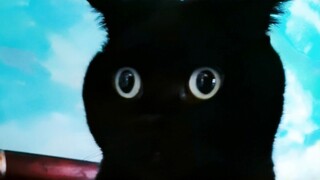 Tampilan makan beberapa kucing di rumahku!