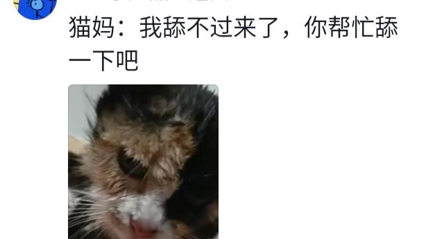แมวตัวใหญ่พาน้องไปแบบนี้ ทั้งน่าสงสาร ทั้งตลกไปพร้อมกัน