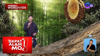 Wild African bird, nagsilbing gabay ng mga tao na naghahanap ng honey | Dapat Alam Mo!