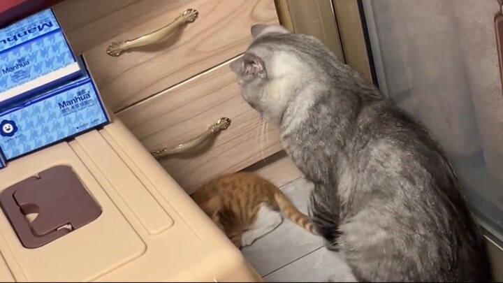 魔丸是吧，恶猫还需大猫磨。#收养了只反骨猫