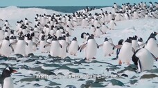 (eng cc) Chef of Antarctica S01 - 5