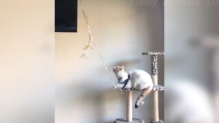 Những con người ngốc nghếch nhất hành tinh #63