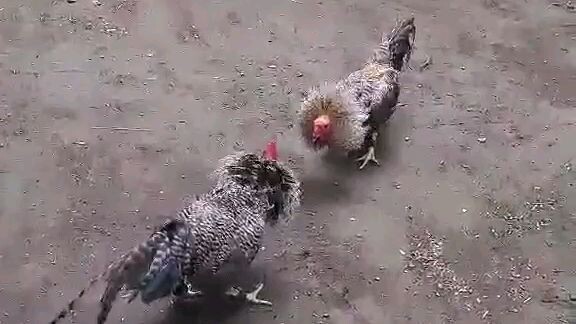 bulik muff sparring