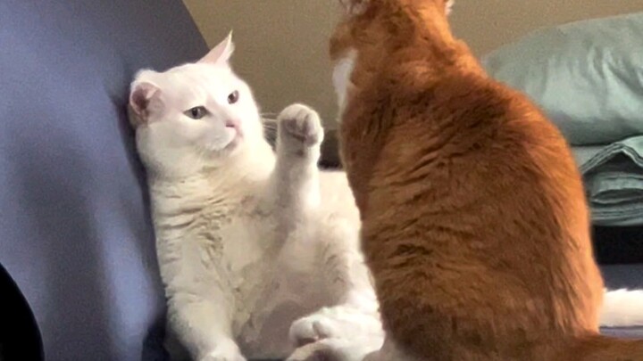 Are Xiao Mi and Da Mi reportedly having a falling out?