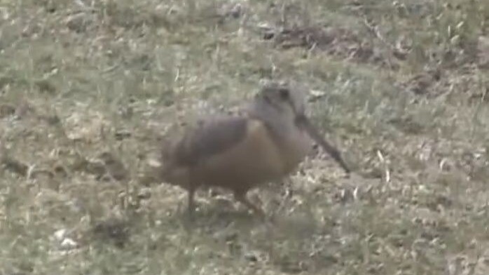 🎵🦟I have sandpiper syndrome🦟🎵