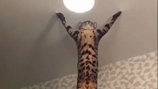 Para pengikut, bergabunglah dengan agama Miao-Miao yang suci