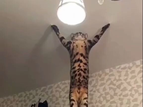 Các tín đồ ơi, hãy gia nhập giáo phái Miu Miu linh thiêng nào