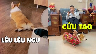 Cái tội hay CÀ KHỊA rồi phải TRẢ GIÁ nè nha| Pets TV