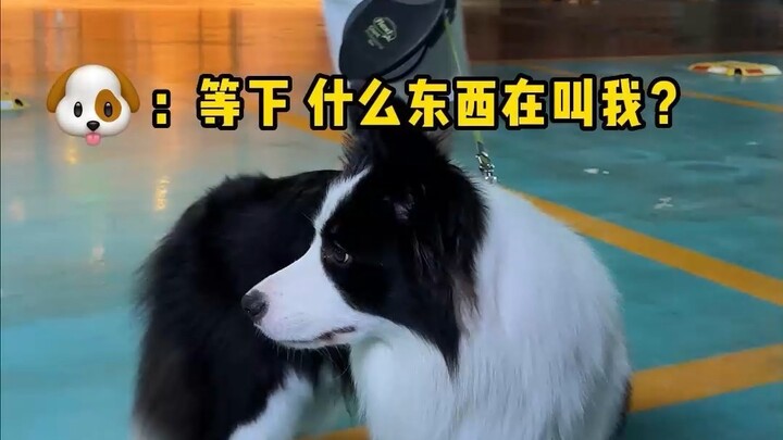 When taking the dog for a walk, secretly hiding yourself—what will the dog do?