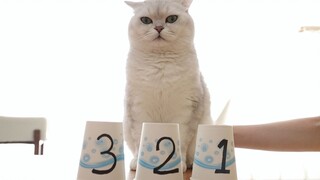 The hostess plays an intelligence game with the cat. The cat says: I can make a living with my face,