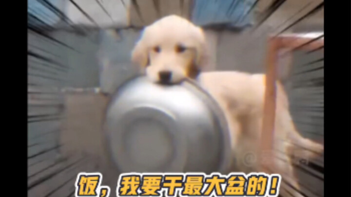 Anak anjing emas: bagi anjing, makan adalah segalanya