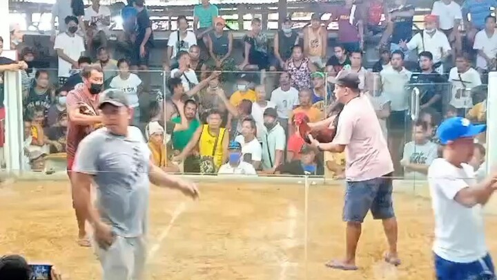 JMJ8 Red 2X Winner 1st. win 8Months Old At Baras Pader 2nd. Win 13Months Old At BCC