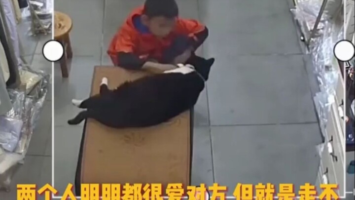 叶公虽好龙 但小孩真好咪心地善良 胆量不详_猫咪 _小男孩 _可爱 _奶牛猫