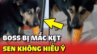 Chú chó GẶP NẠN bất lực khi Sen hồn nhiên KHÔNG HIỂU Ý 😂 | Yêu Lu